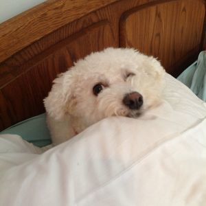 Meet your Posher, Evelyn